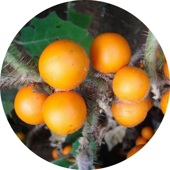 Naranjilla