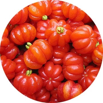 Pitanga