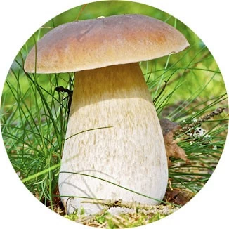 Porcini
