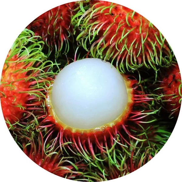 Rambután