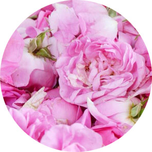 Rosa de Damasco