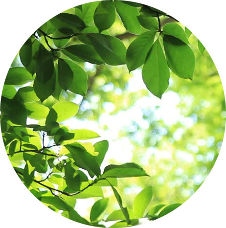 Acorde Verde