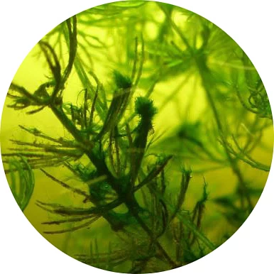 Alga marina