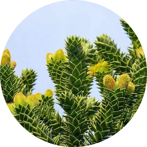 Araucaria