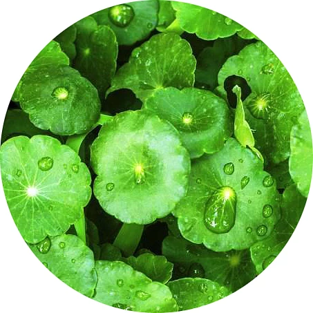 Centella asiática