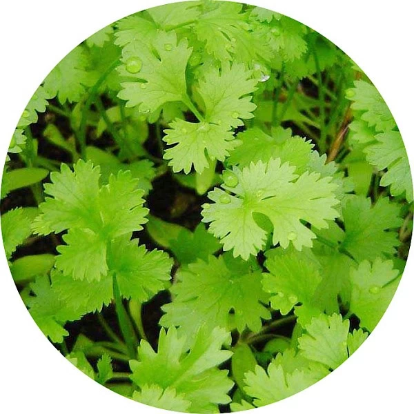 Hoja de cilantro