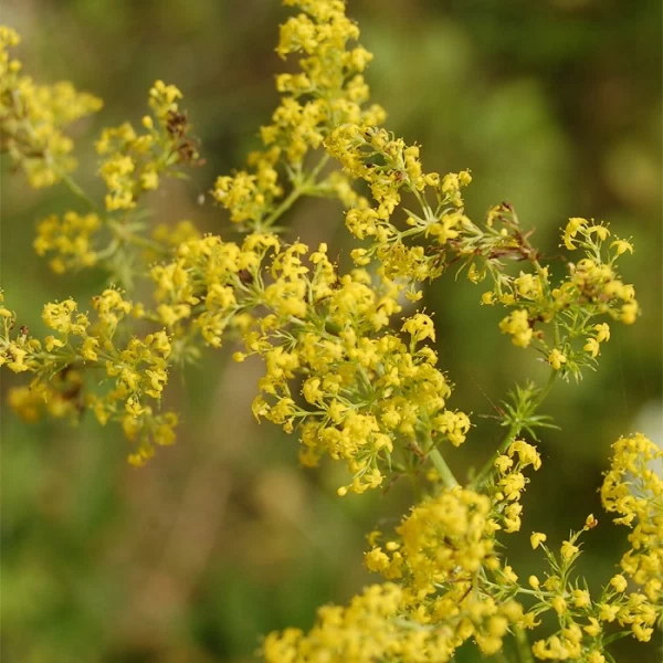 Galium