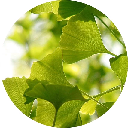 Ginkgo