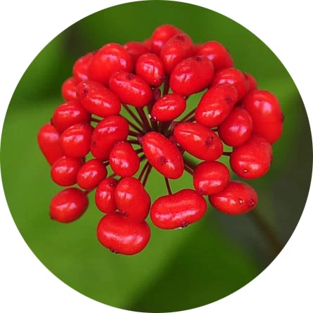 Ginseng
