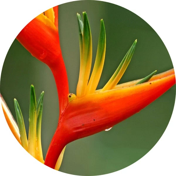 Heliconia