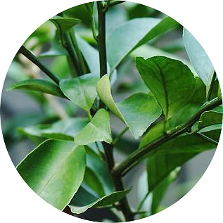 Hoja de bergamota