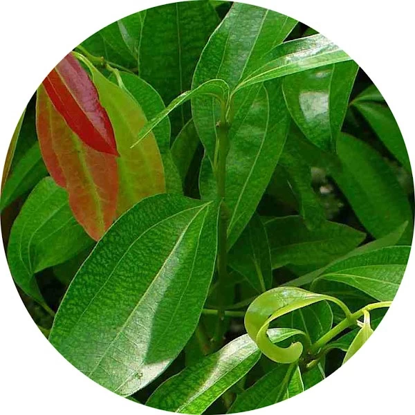 Hoja de canela