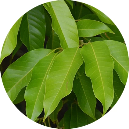 Hoja de Champlain