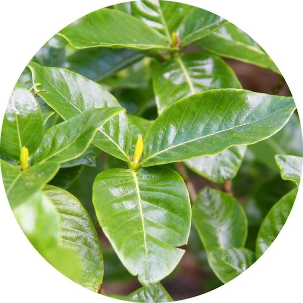 Hoja de gardenia