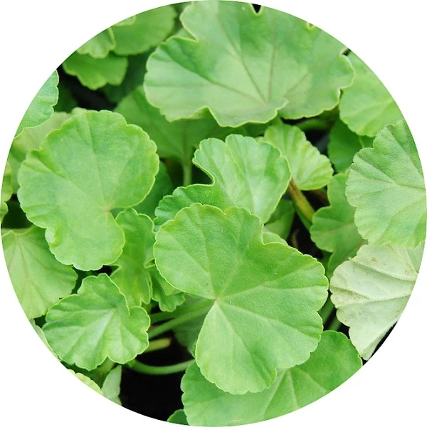 Hoja de geranio
