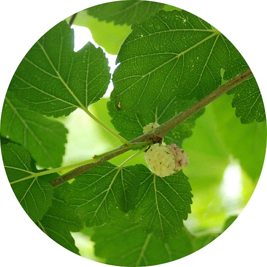 Hoja de morus