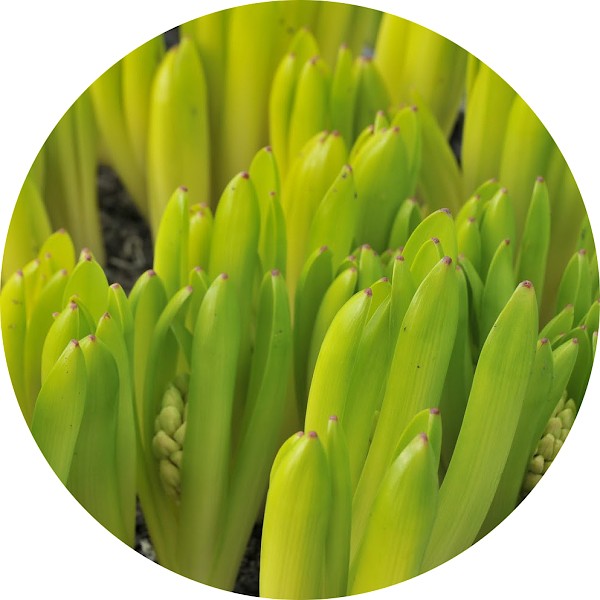 Hoja de jacinto