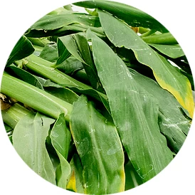 Hoja de jengibre