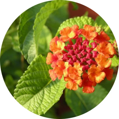 Hoja de lantana