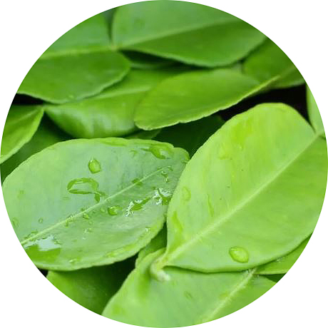 Hoja de lima
