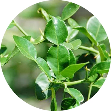 Hoja de limón