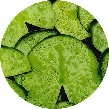 Hoja de loto