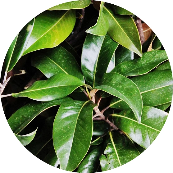 Hoja de magnolia