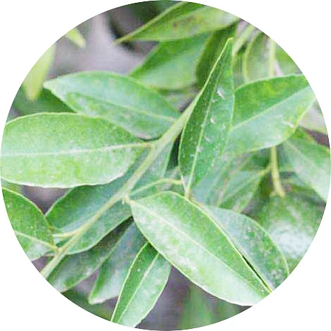 Hoja de mandarina