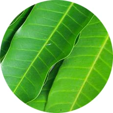 Hoja de mango