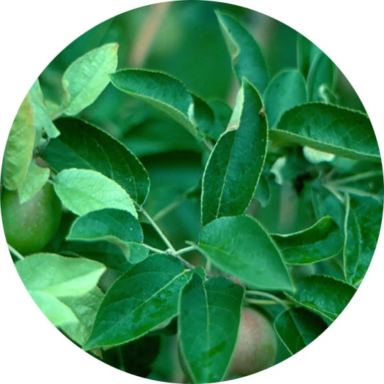 Hoja de manzano