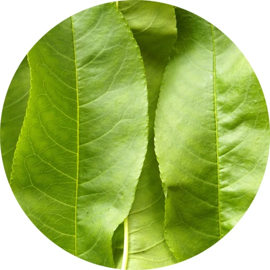 Hoja de melocotonero