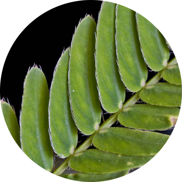 Hoja de mimosa