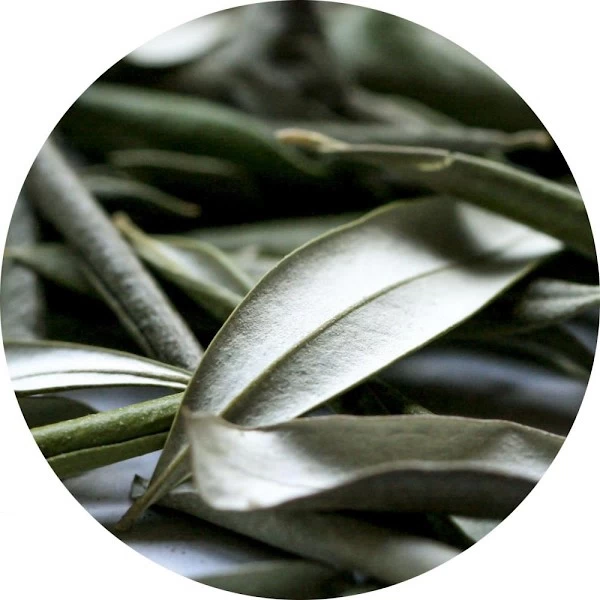 Hoja de olivo
