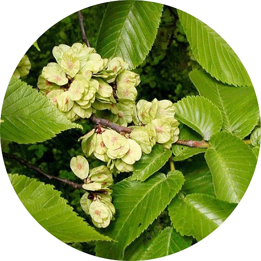 Hoja de olmo