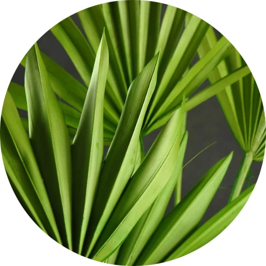 Hoja de palma