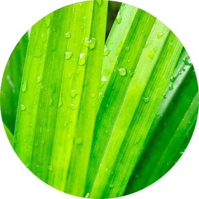 Hoja de pandano