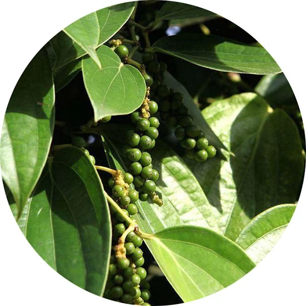 Hoja de pimienta de Jamaica