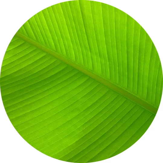 Hoja de plátano