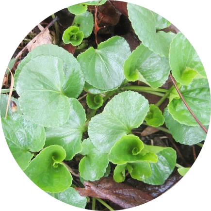 Hoja de violeta