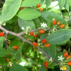 Hojas de coca