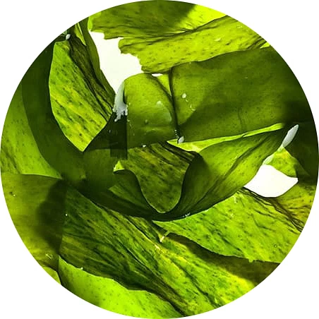Laminaria