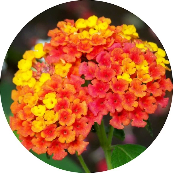 Lantana