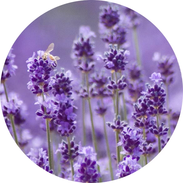 Lavanda
