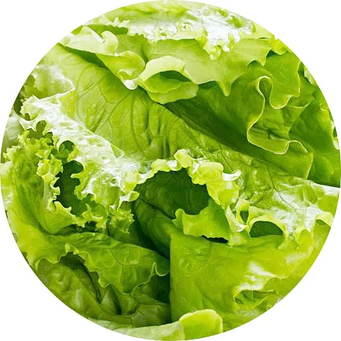 Lechuga