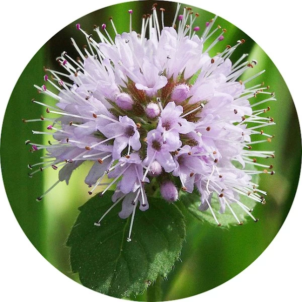 Menta de agua