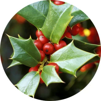 Ilex