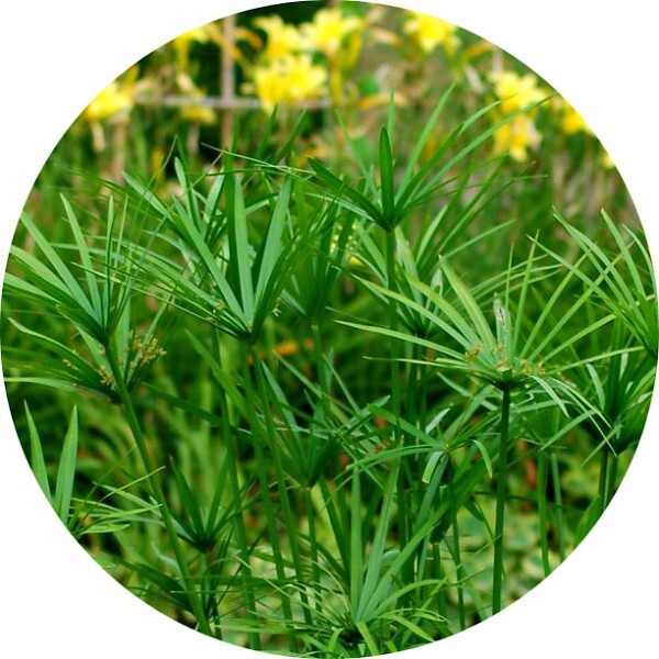 Papiro