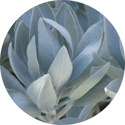 Salvia blanca