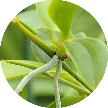 Tallo de orquídea