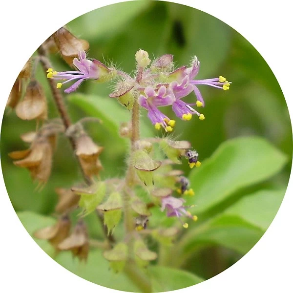 Tulsi
